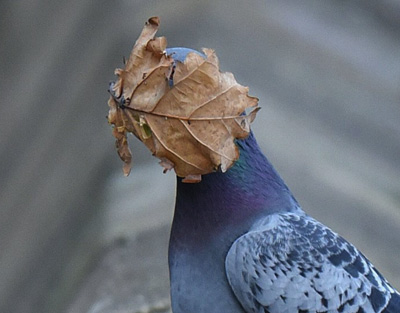 comedy wildlife photography awards thumb